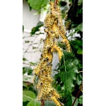 Buff Tip Moth bucephala Whole EGG BATCHES